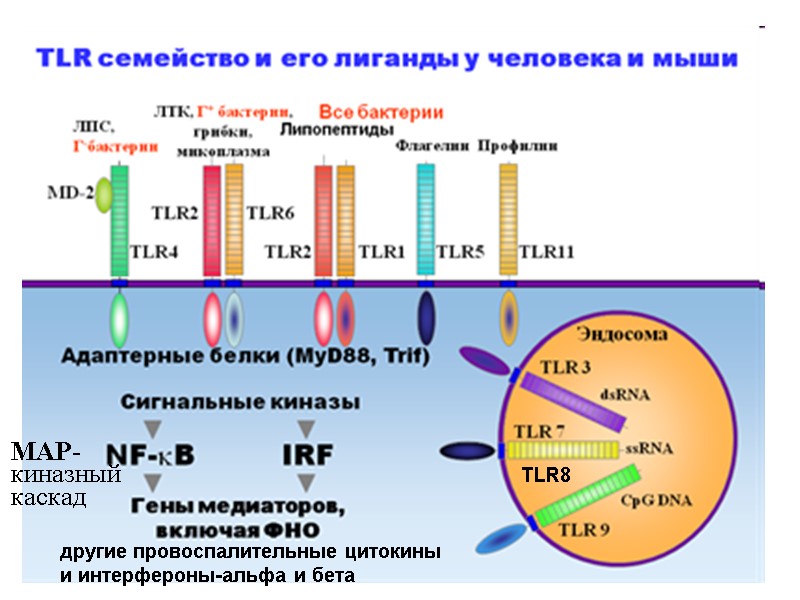 TLR8 другие провоспалительные цитокины и интерфероны-альфа и бета MAP- киназный каскад